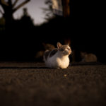 36カメラ猫写真無料ダウンロード2020.02.14